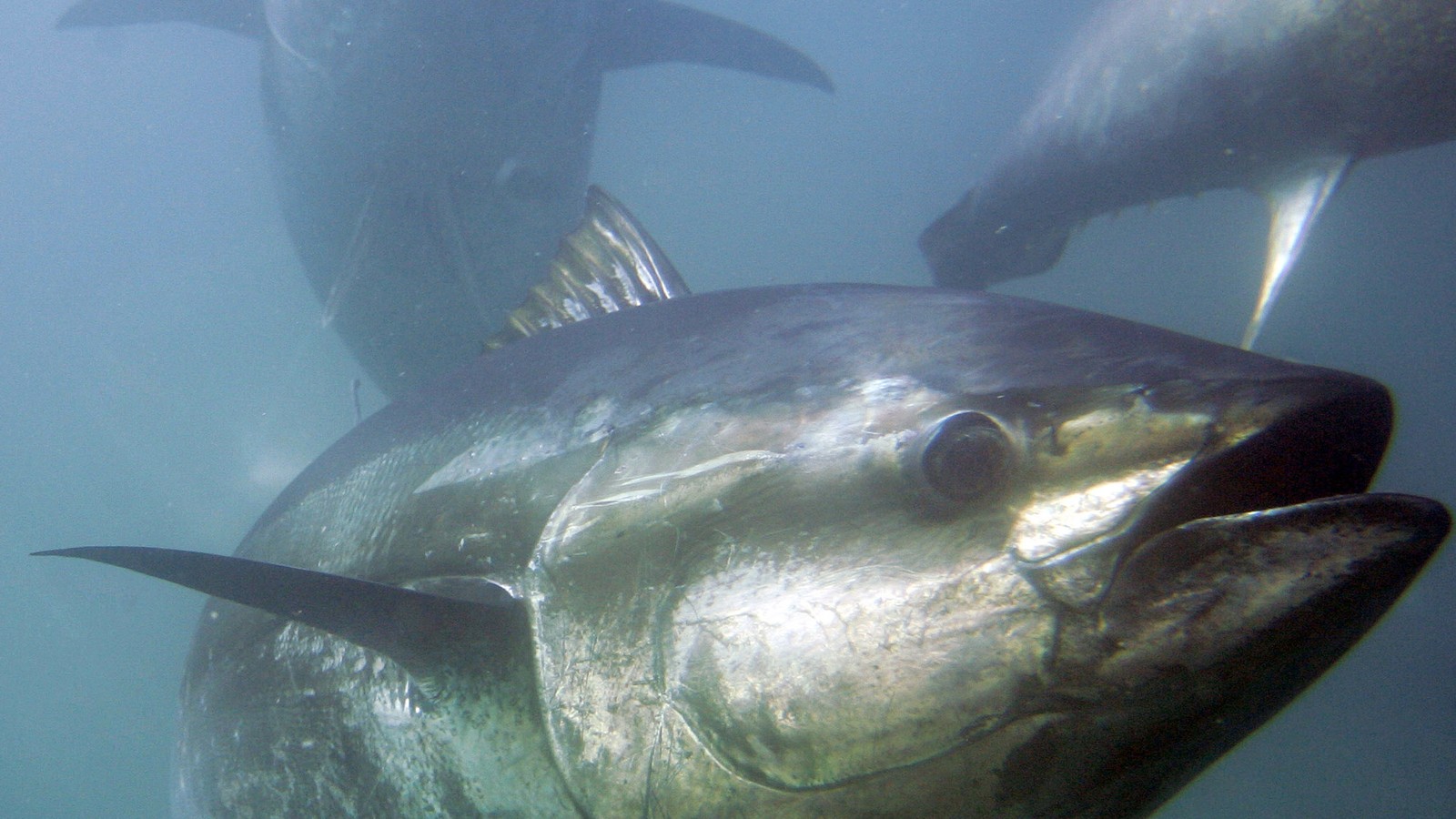 Sushinomics: How Bluefin Tuna Became a Million-Dollar Fish - The