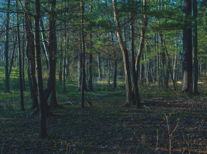 photo of forest trees with green grass and pine needles and blue sky in background