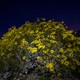 Yellow wildflowers at night, lit up by camera flash