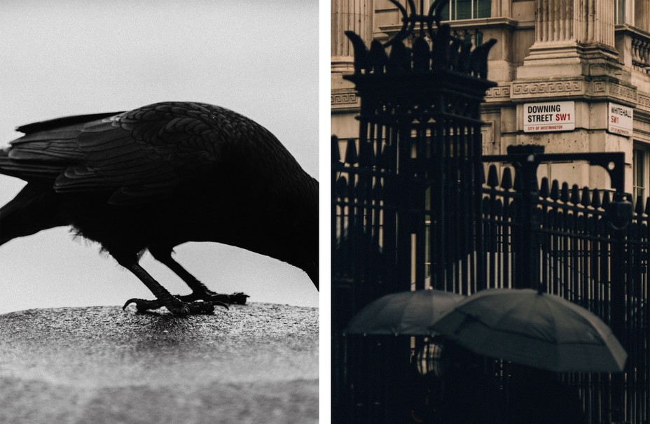 raven body pecking on the london bridge; downing street in the rain