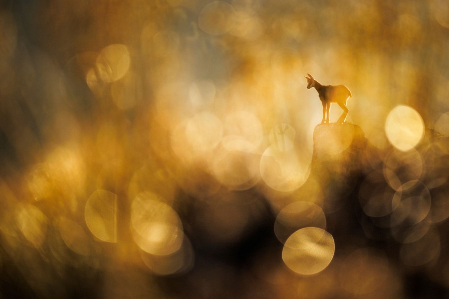 A small antelope stands on a stump, seen through foreground foliage, which is blurred.