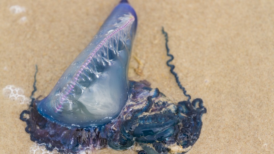 The blue bottles are coming, but what exactly are these creatures?