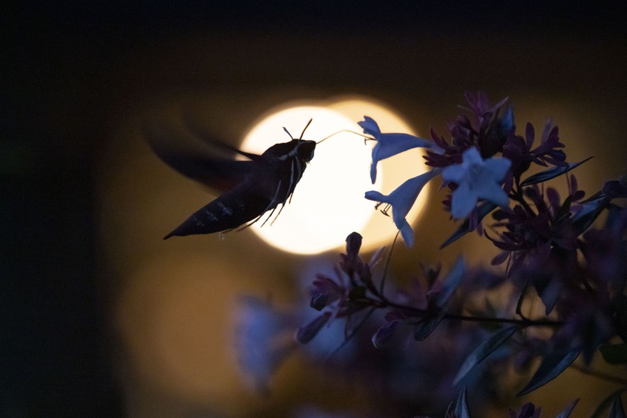 A hawk moth hovers along a flowering plant, sipping on nectar, silhouetted by lights in the distance.