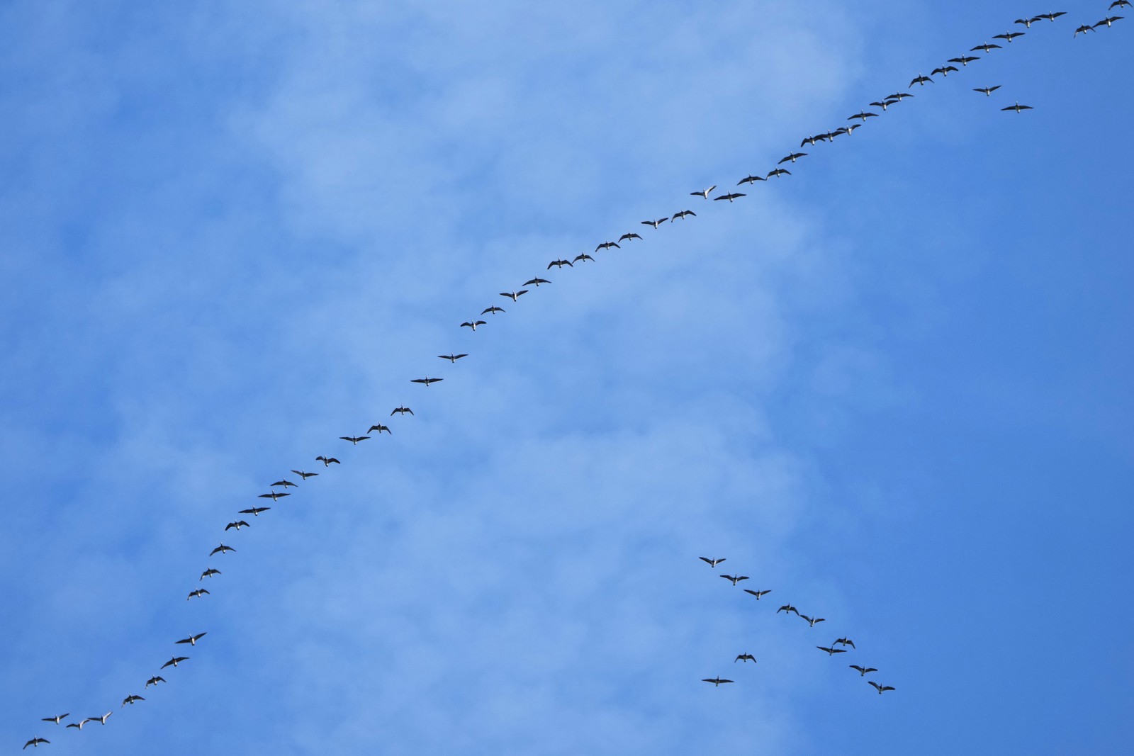 Dozens of geese fly in formation.