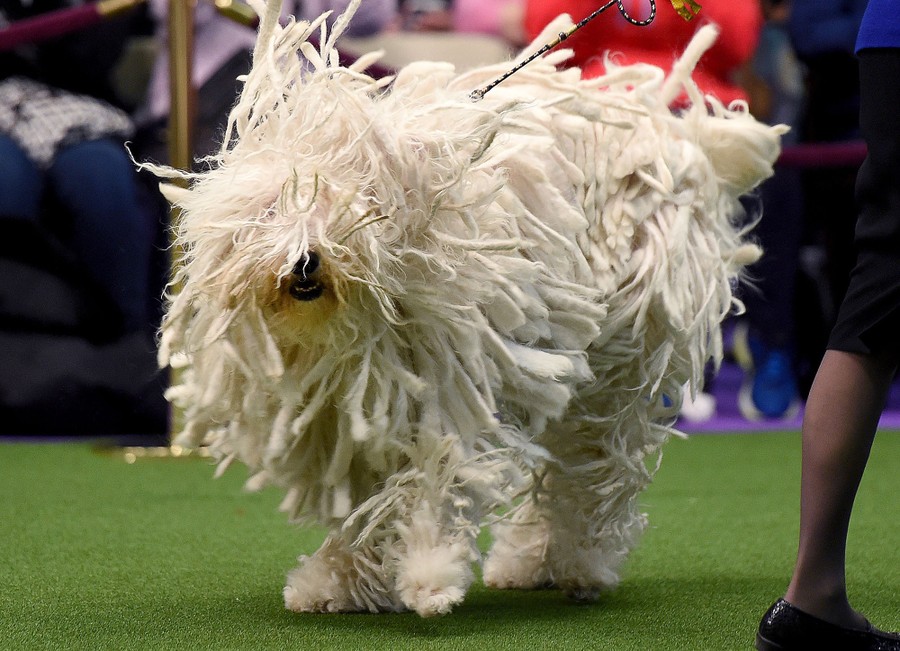 Westminster dog shop show 2017