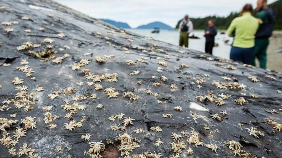 Light-colored whale lice on the body of a gray humpback whale with people standing on a beach in the background