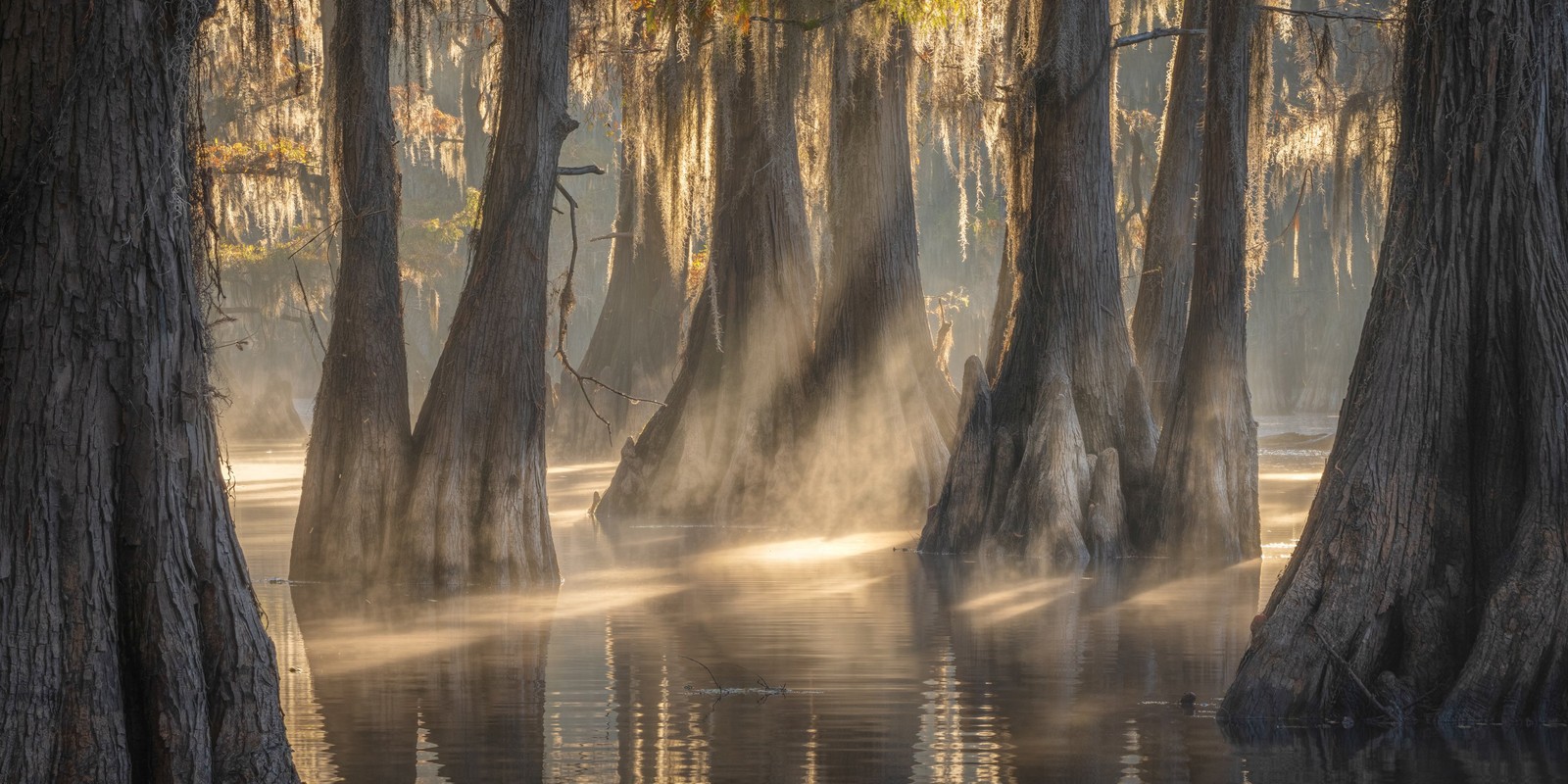 The trunks of many cypress trees stand in a swamp, seen on a misty day.