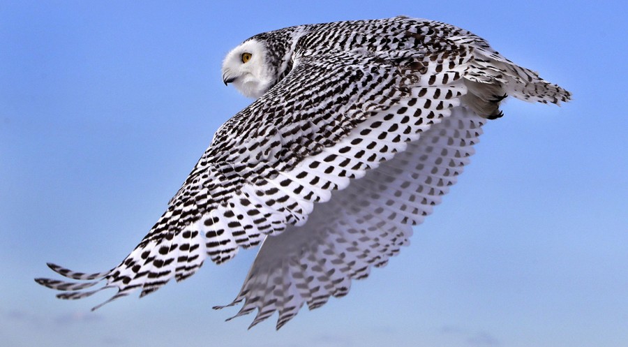 Superb Owl' takes flight: Social media filled with bird photos ahead of  56th Super Bowl in California