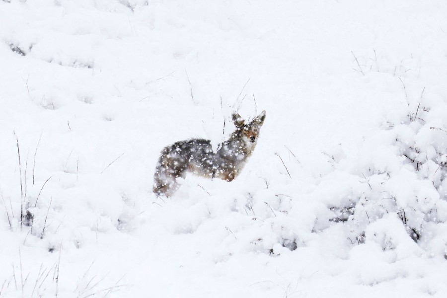 A coyote pauses in a snowstorm.