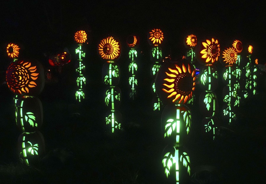 Carved pumpkins lit up like sunflowers, seen at night