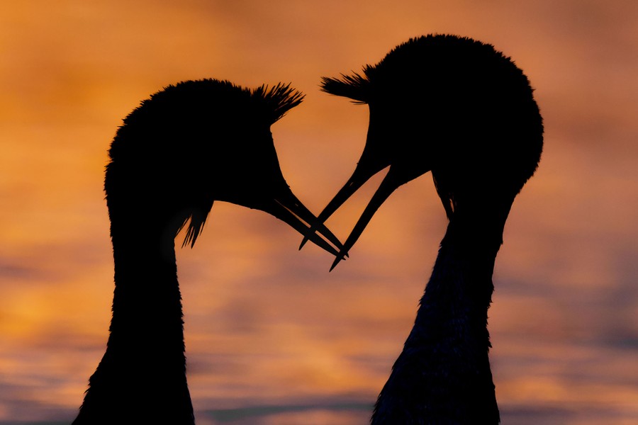 Two birds face each other, seen in silhouette.