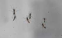 Mosquitoes on glass pane
