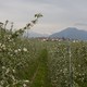 An orchard in Trentino, Italy