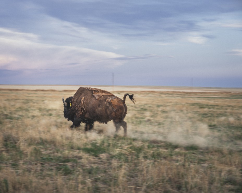 A buffalo runs across the Colorado prairie