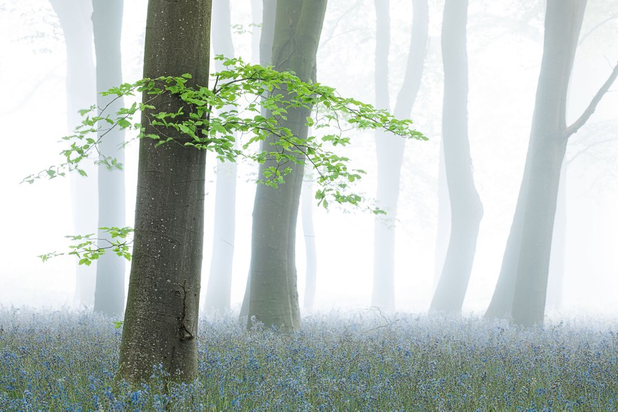 A misty forest scene, with bluebells carpeting the ground