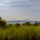 a color photograph of the New York skyline in the distance with green grasses and overgrowth in the foreground