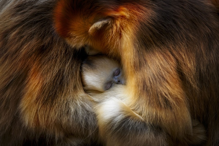 The face of a young monkey at rest can be seen between two other hugging monkeys.