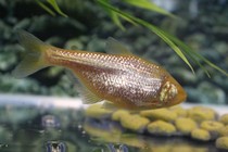 A blind cave fish