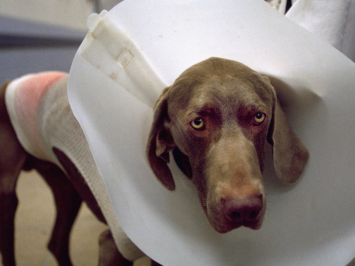 Why It's So Hard to Find a Veterinarian These Days - The Atlantic