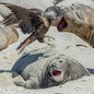 A mother seal opens its mouth to chase away a bird of prey above its calf.