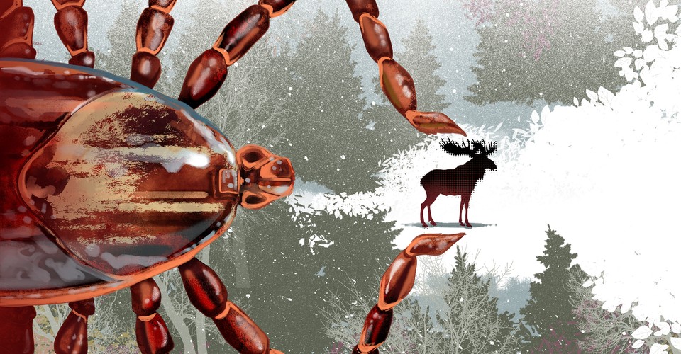 The Ticks That Can Take Down An 800 Pound Moose The Atlantic