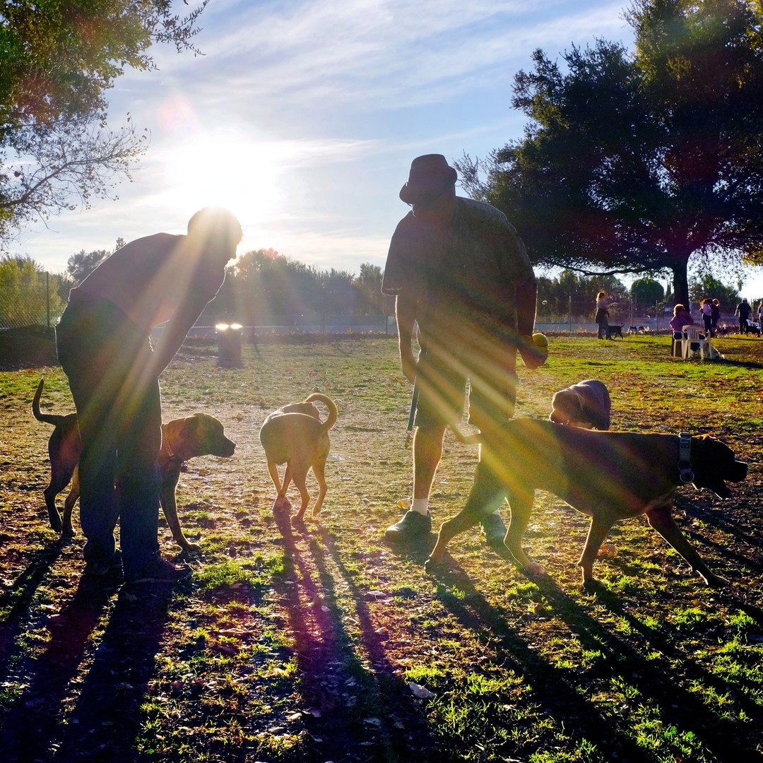 How Dogs Make Friends For Their Humans The Atlantic