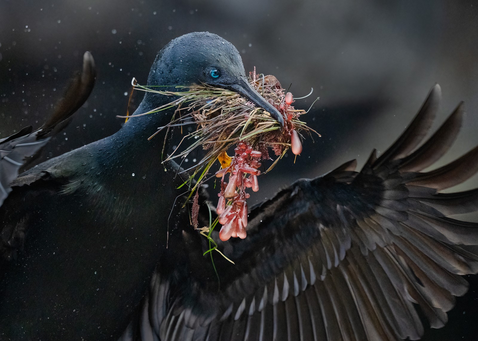 A bird spreads its wings while holding a clutch of grass and seaweed in its beak.
