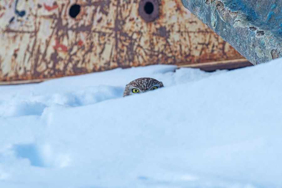 A little owl peeks from behind a snowdrift.