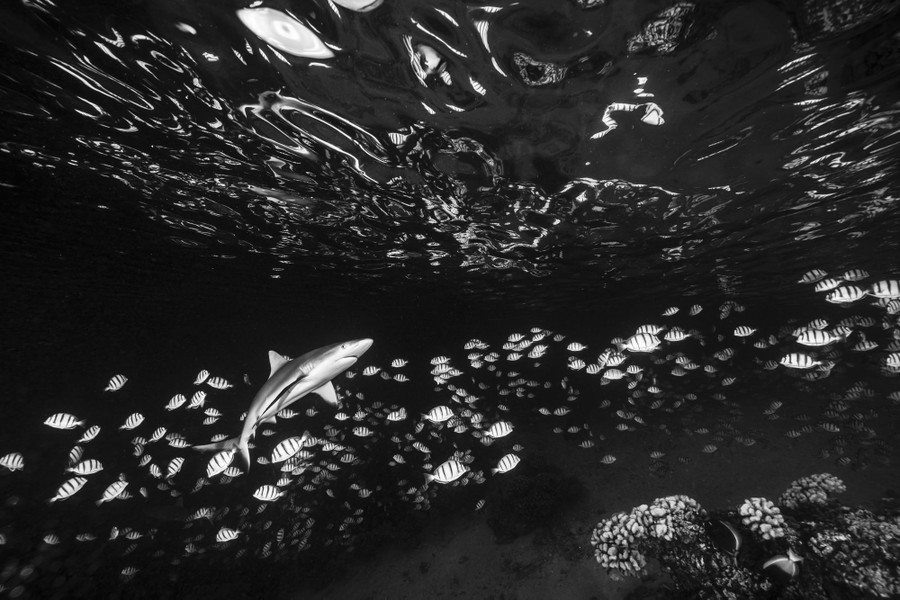Winners of the 2022 Ocean Art Underwater Photo Contest The Atlantic