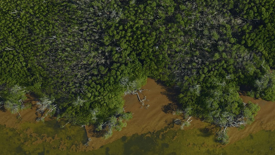 An aerial photo of trees along a coast