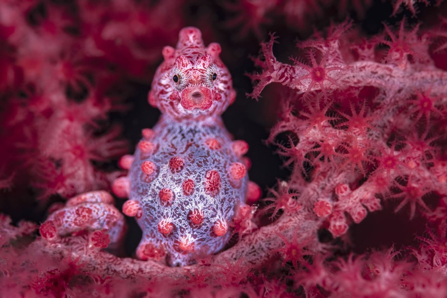 A close view of a tiny seahorse, attached to pink coral.