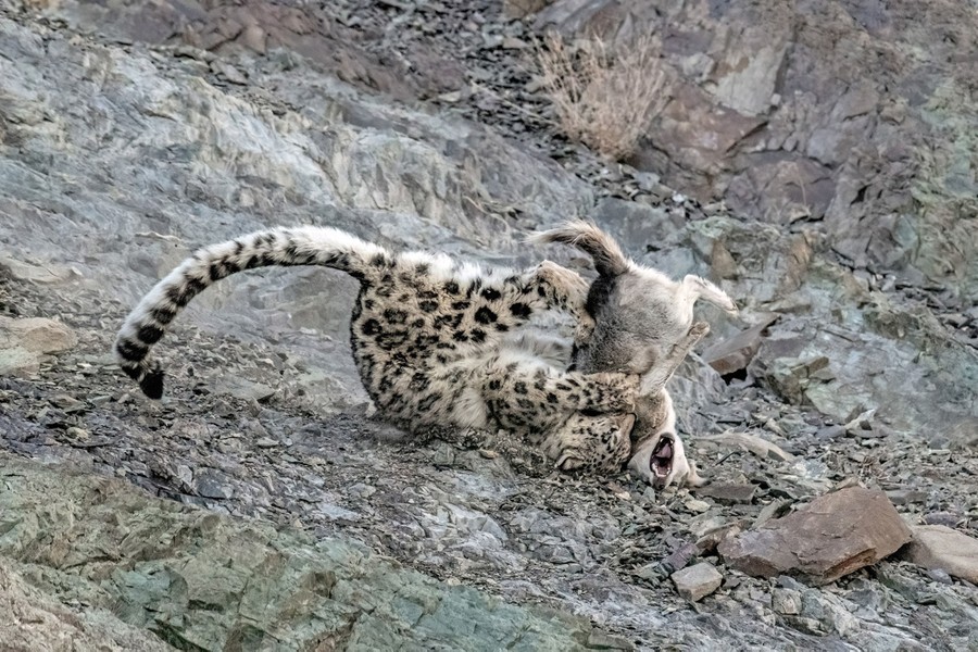 A snow leopard tumbles down a rocky slope as it attacks a small dog.
