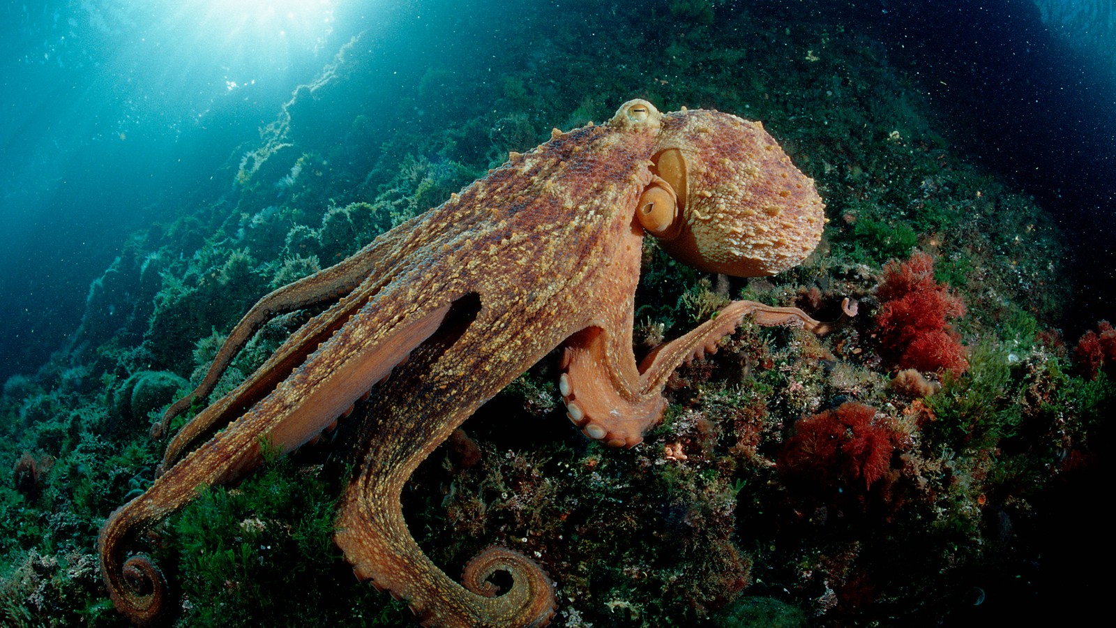 How Smart Is an Octopus? - The Atlantic