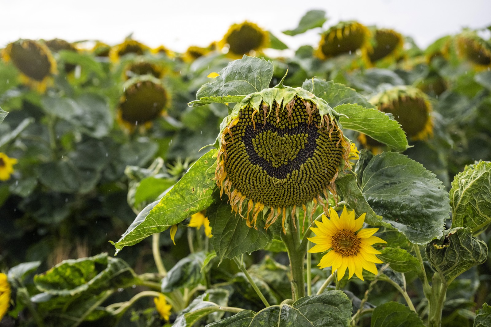 A sunflower field. The closest sunflower has had seeds removed to form the shape of a heart.