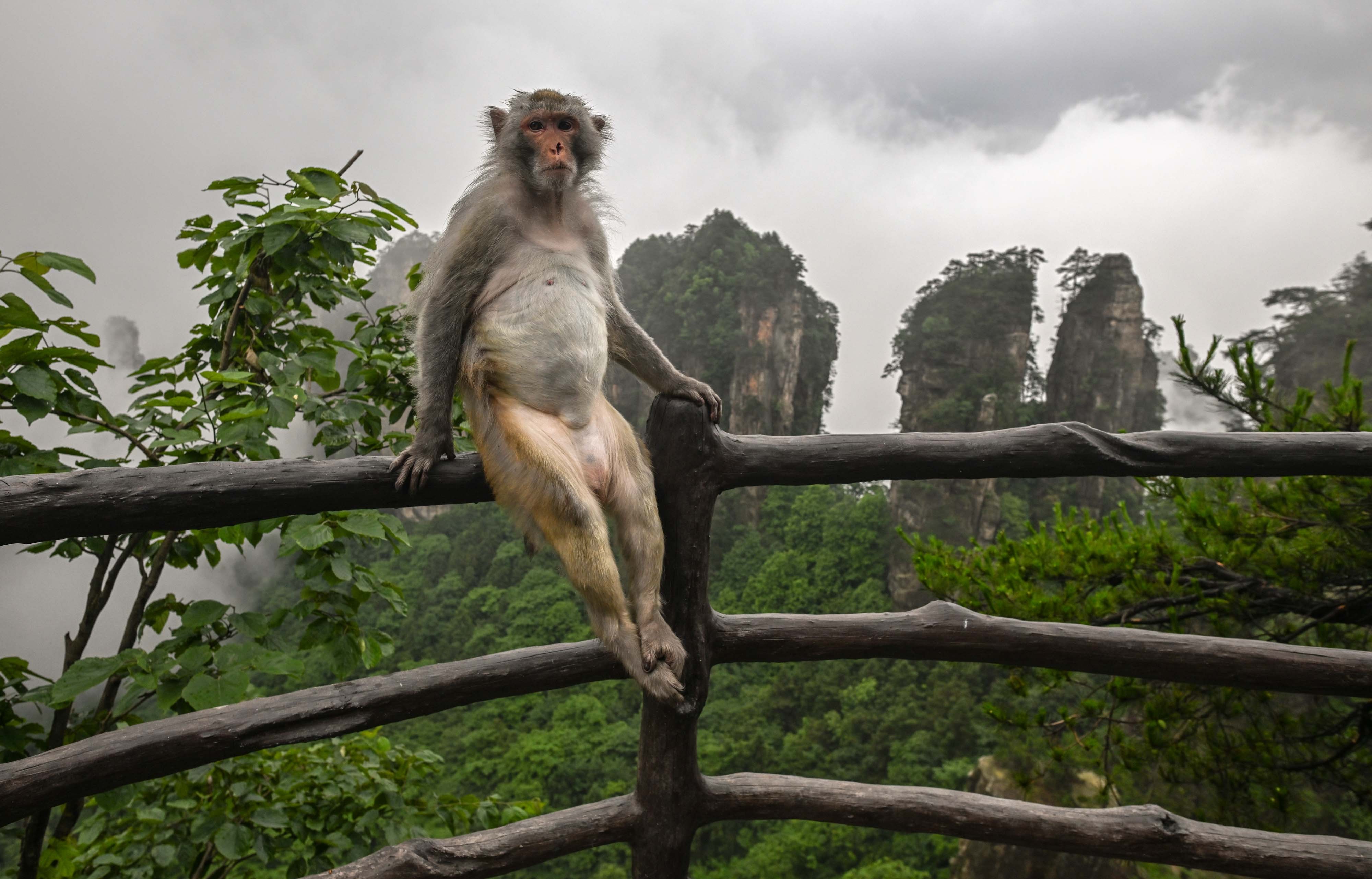 A macaque sits upright on a wooden fence, in front of tall sandstone rock formations.
