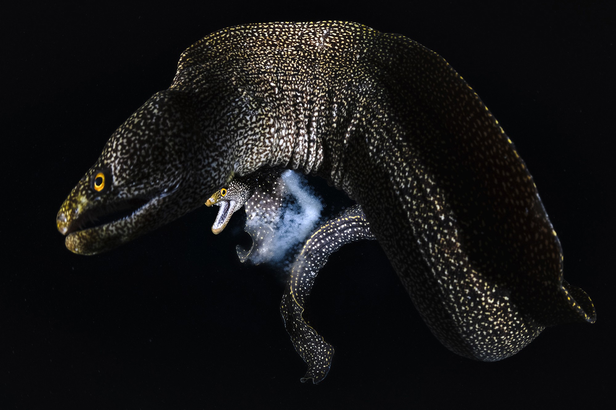 A pair of mating Moray eels, seen against a black background, underwater