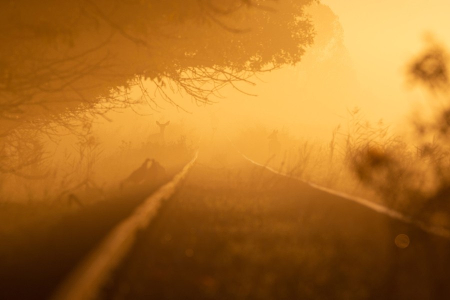 A misty sunrise view down railroad tracks, with a silhouette of a deer visible in the distance.