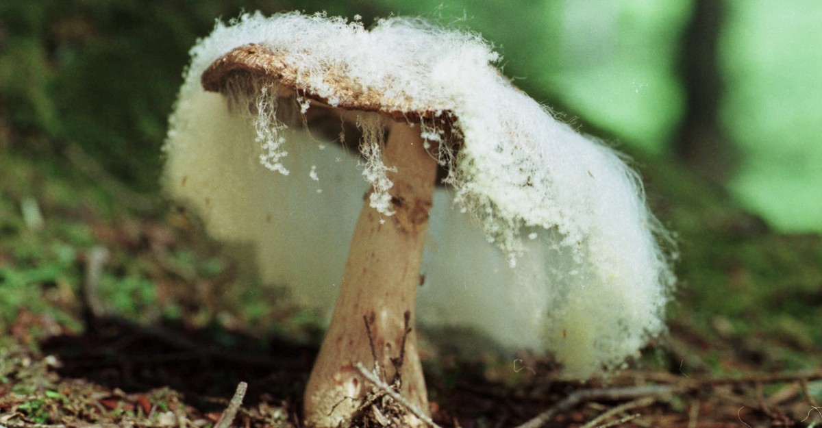 The Mushroom Farmer Versus Drug-Resistant Superbugs - The Atlantic