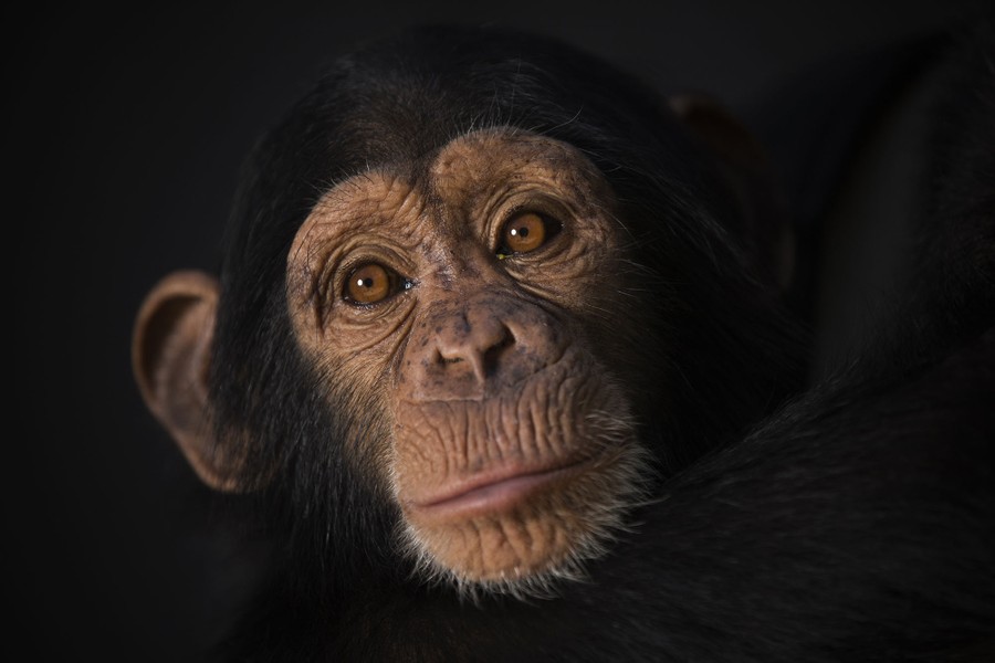 chimpanzee conservation status