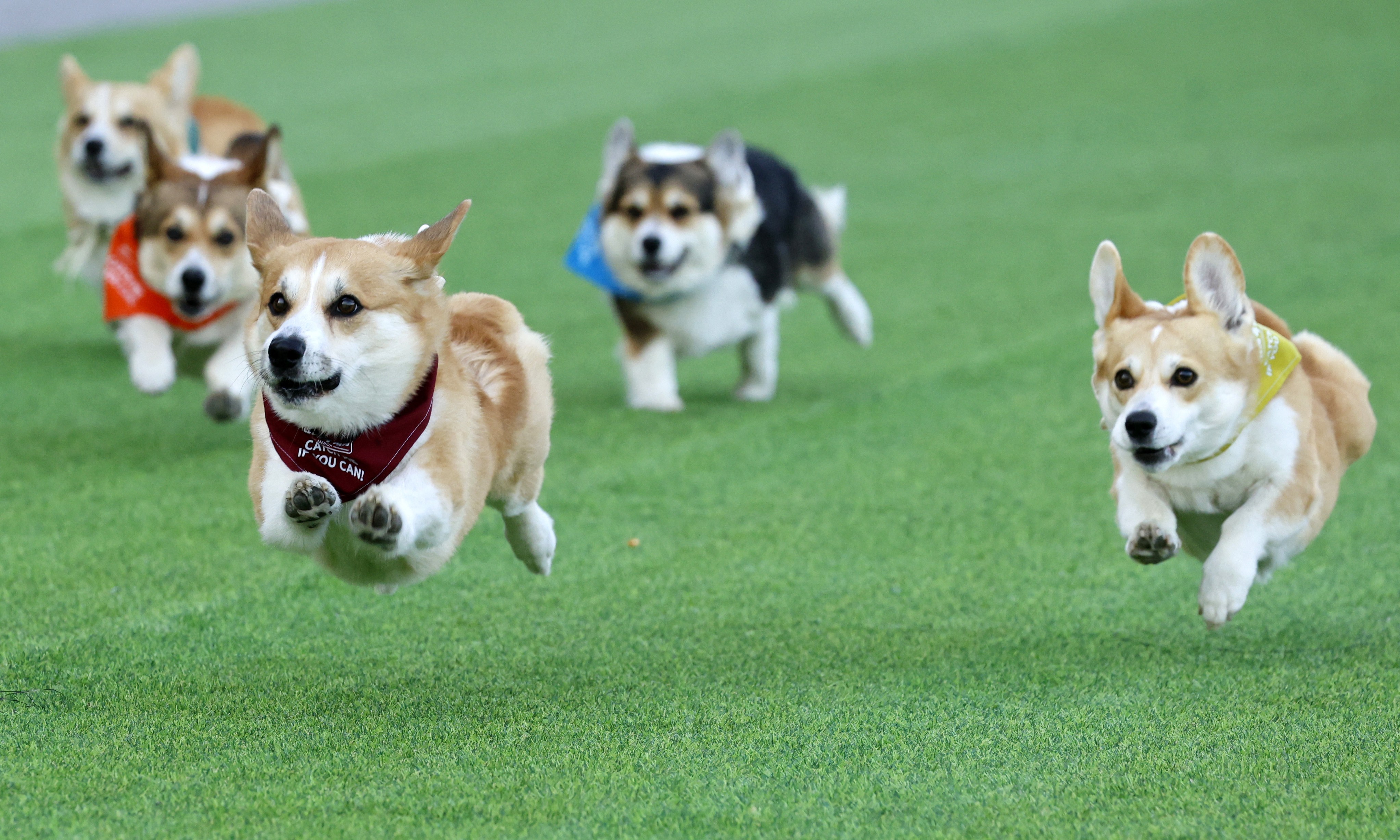 Five Corgis run on astroturf during a race.