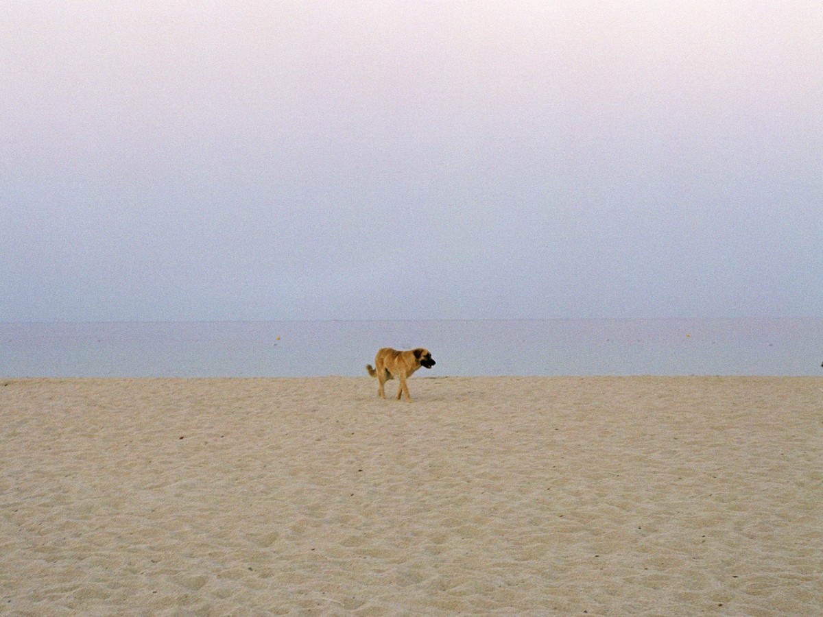 1200px x 900px - Dogs are a beach's worst nightmare - The Atlantic