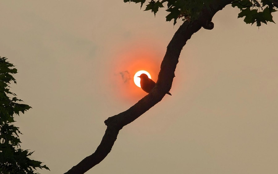 A bird perches on a tree branch, silhouetted by a reddish-colored sun and hazy sky.