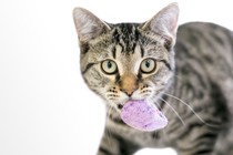 a gray tabby cat stares directly into the camera, holding a fuzzy, squishy purple toy in its mouth