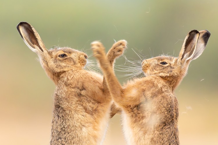 Winners of the British Wildlife Photography Awards 2026 - The Atlantic
