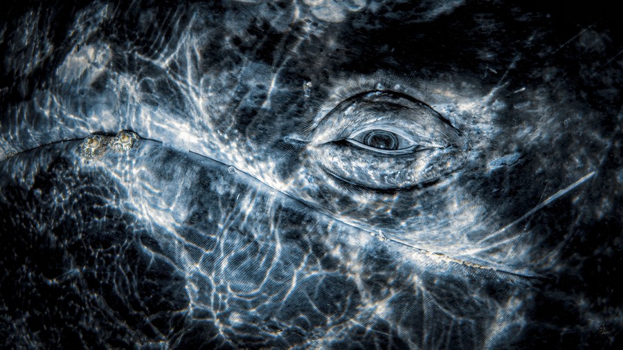 A close, underwater view of the eye and jaw of a whale