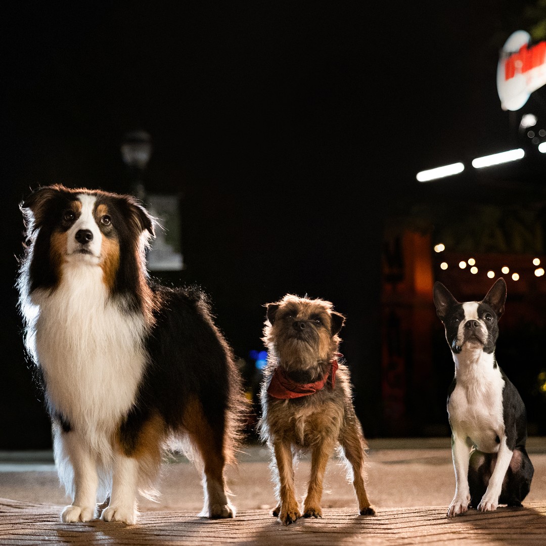 Dogporn