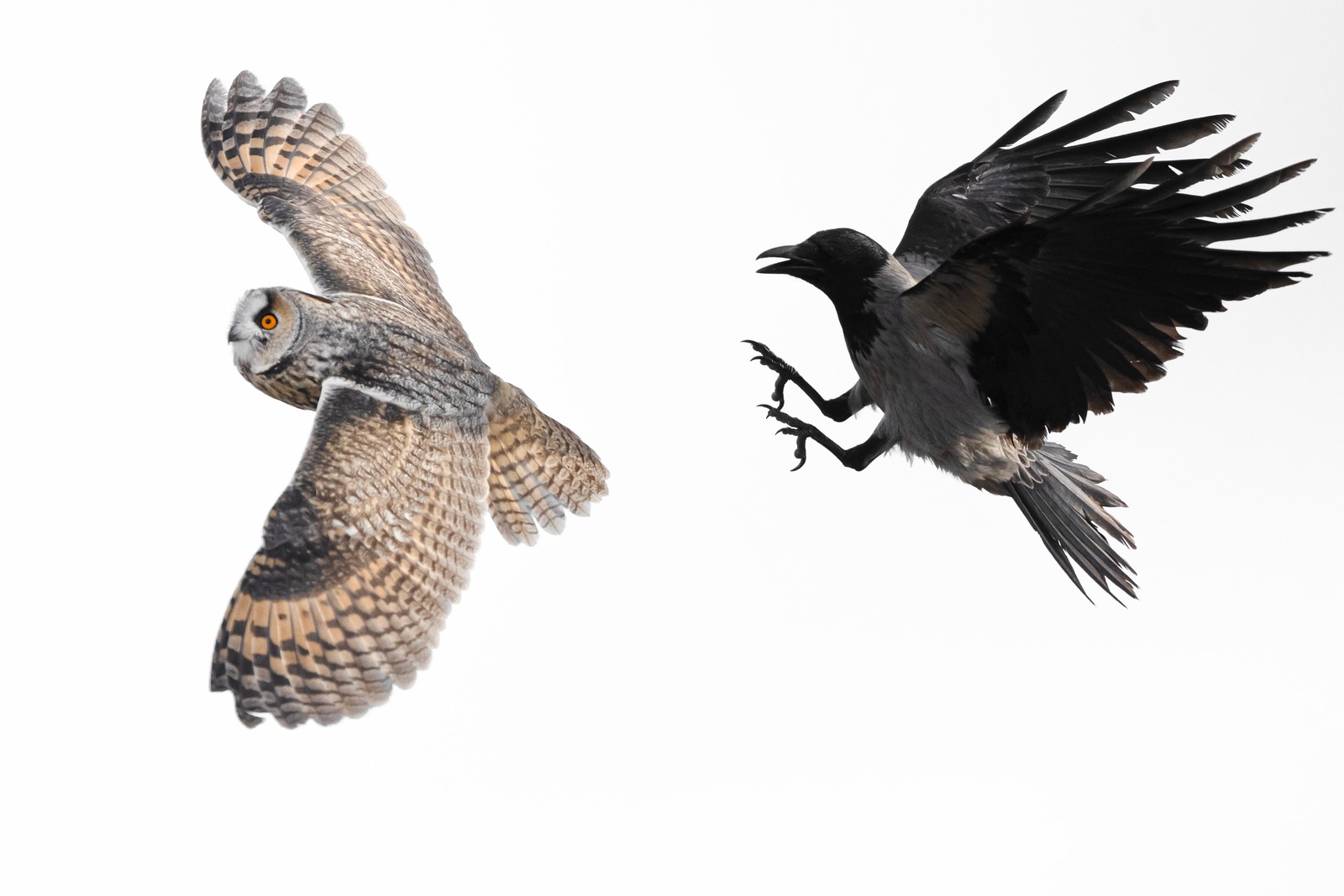 A crow harasses an owl, flying at it with talons out.