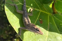 The Turks and Caicos anole