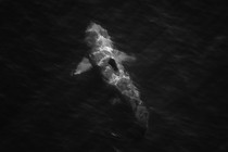 A shark swimming, as viewed from above