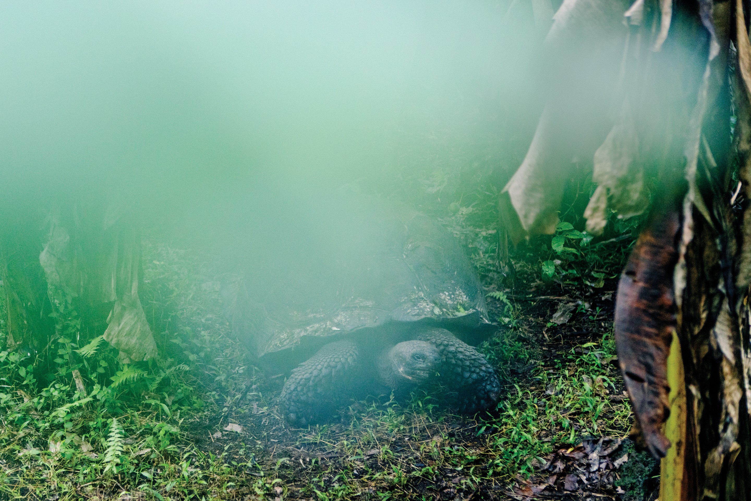 Paradise Revisited a tortoise in the forest